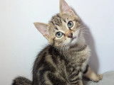 Disponible à l'adoption : chaton mâle d'un mois