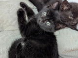 À adopter : chaton mâle noir
