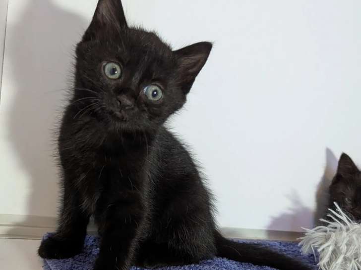 À adopter : chaton mâle noir