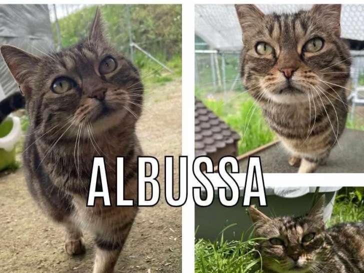 À la recherche d'un foyer : chatte de 2 ans