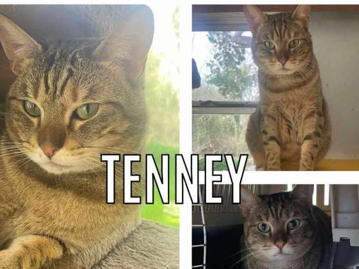 Adoption disponible : chatte de 2 ans