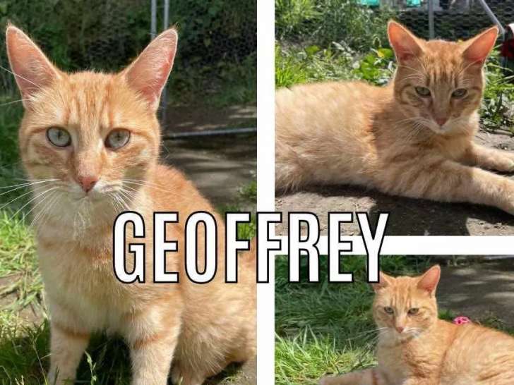 En quête d'un foyer : chat tigré roux