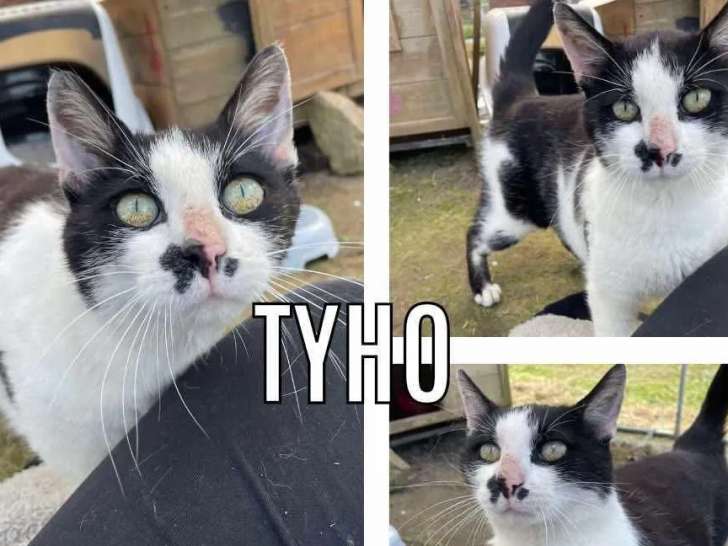 À accueillir : chat noir et blanc