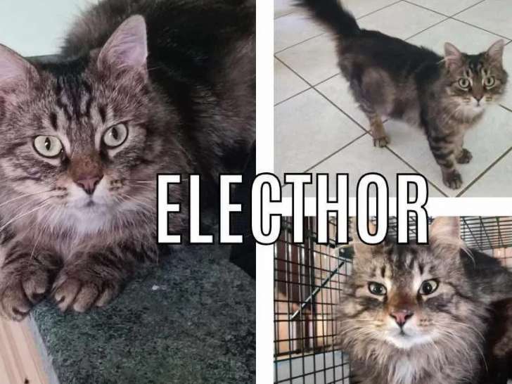 En attente d'un foyer : chat tigré gris