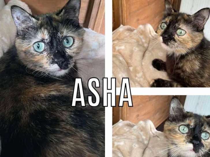Prête pour l'adoption : chatte de 4 ans