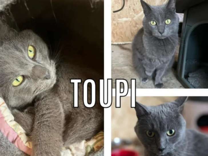 En attente d'adoption : chat âgé de 7 ans