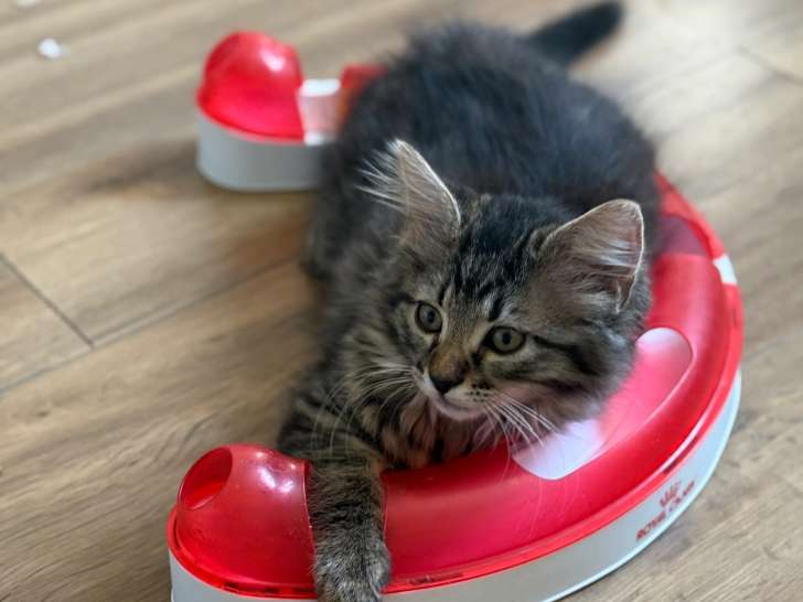 En attente d'adoption, chaton mâle de 2 mois