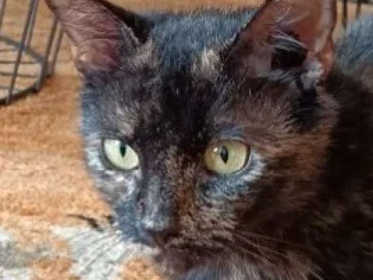 Disponible à l'adoption, chatte d'un an