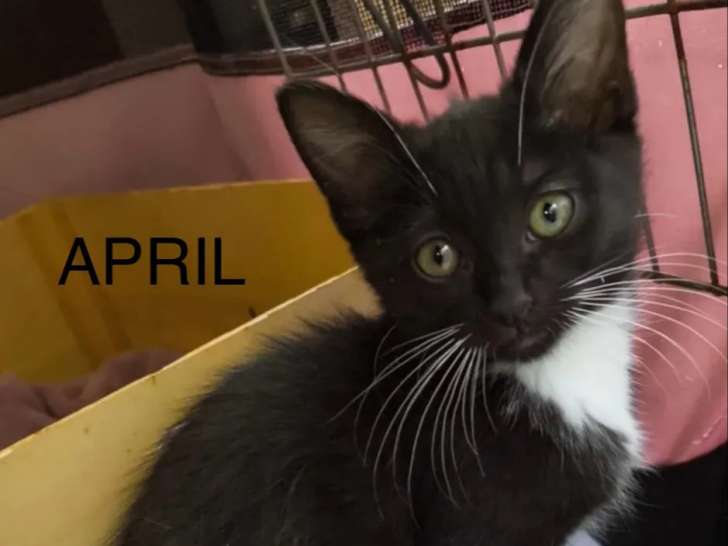 À adopter, chaton femelle noir et blanc