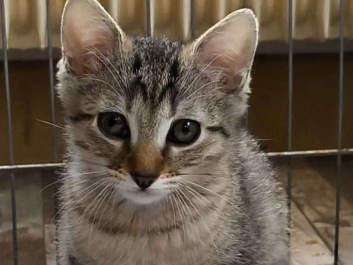 Adoption disponible : chaton femelle tigré