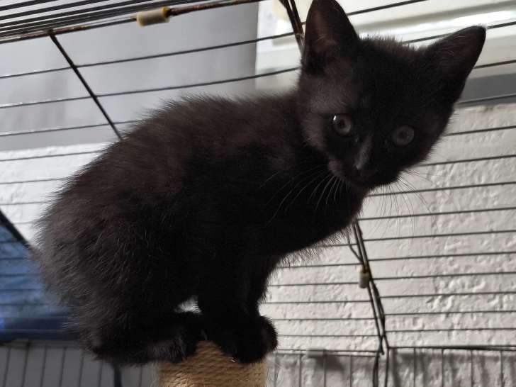Chaton femelle noir à la recherche d'une famille