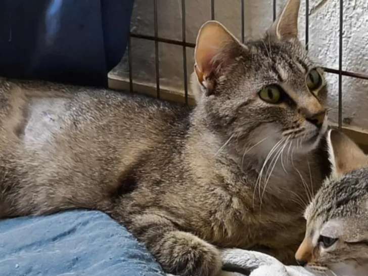 Chat âgé de 3 ans en quête d'une famille