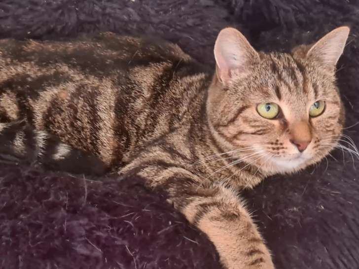 Chatte de 5 ans en attente d’une famille