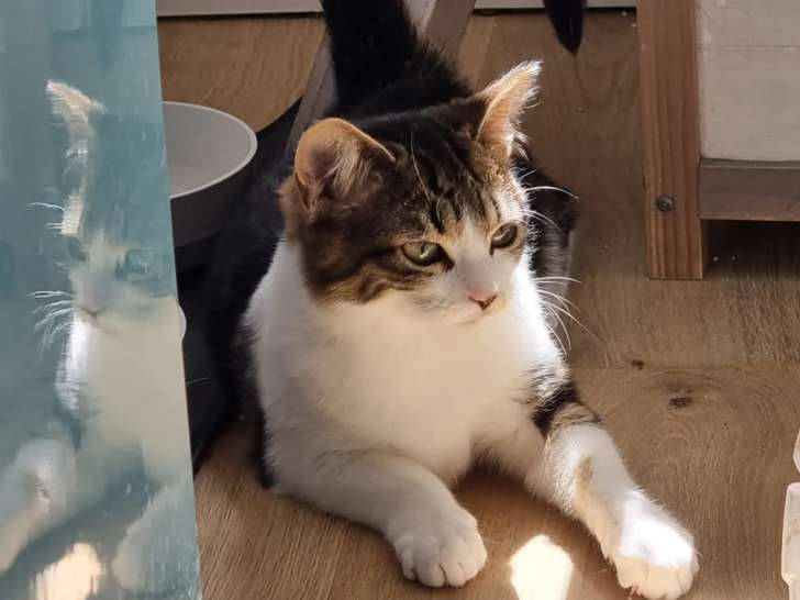 Chatonne de 7 mois prête pour l’adoption