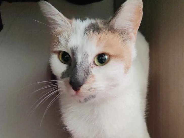 Chatte tricolore en attente d'adoption