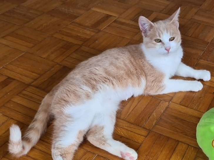 Chatte rousse et blanche disponible à l'adoption