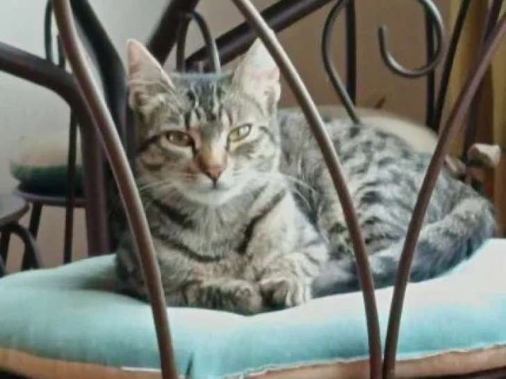 Chatonne tigrée à adopter