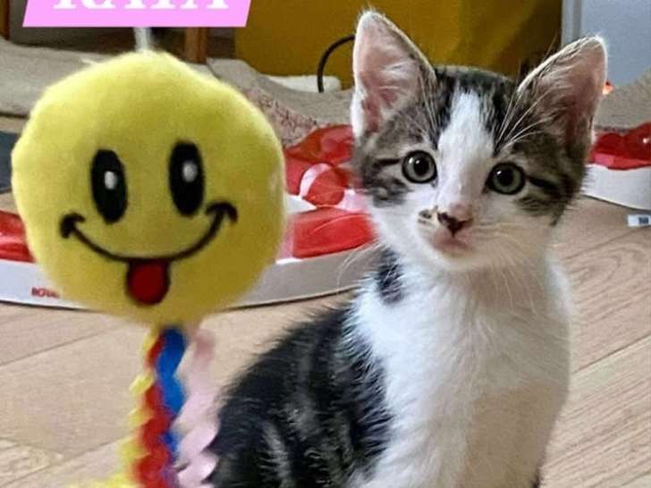 À accueillir : chaton femelle âgé de 2 mois