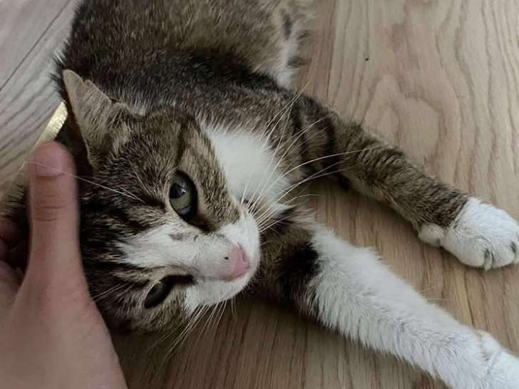 En quête d'une famille : chatte de 2 ans