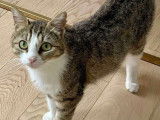 En quête d'une famille : chatte de 2 ans
