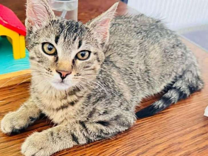 Adoption disponible : chaton mâle au pelage tigré