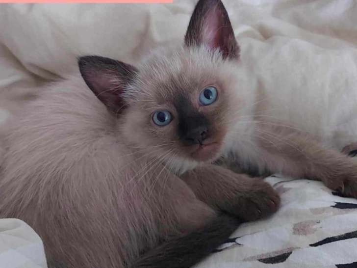 À la recherche d'une famille : chaton femelle beige