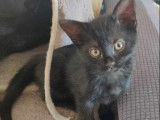 Chaton femelle noir à adopter