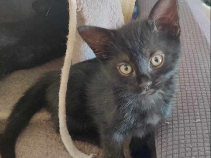 Chaton femelle noir à adopter