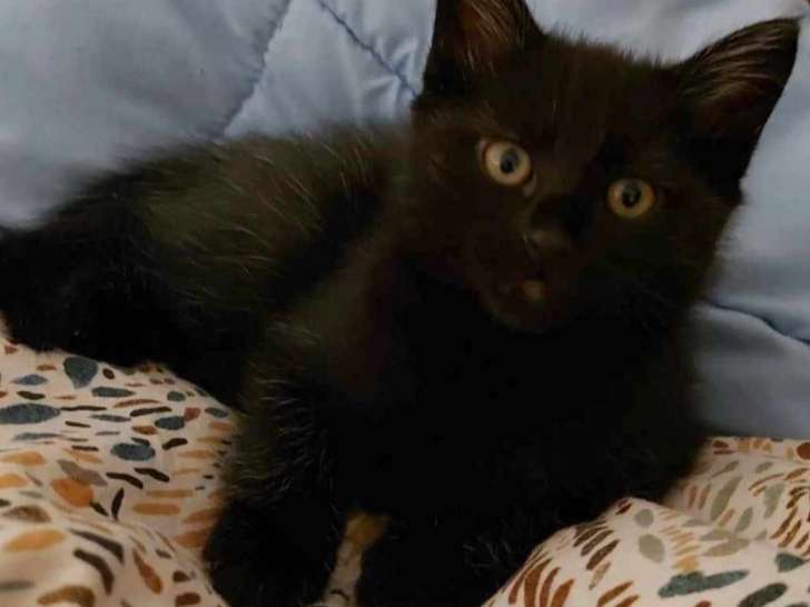 Chaton femelle noir disponible à l'adoption