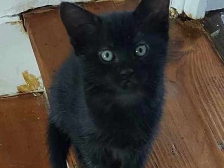 Chatonne noire en attente d'adoption