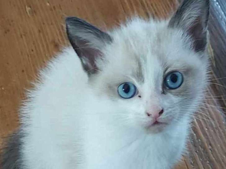 Chatonne beige prête pour l'adoption
