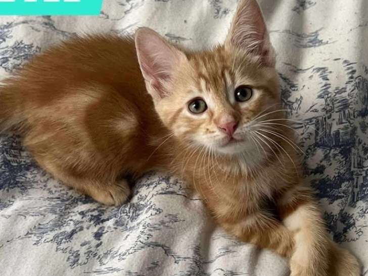 Chaton mâle roux en attente d'une famille