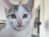 Chaton femelle gris et blanc à accueillir