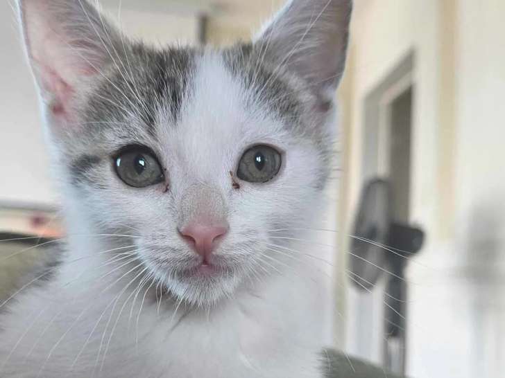 Chaton femelle gris et blanc à accueillir