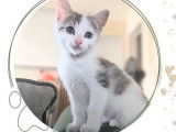 Chaton femelle gris et blanc à accueillir