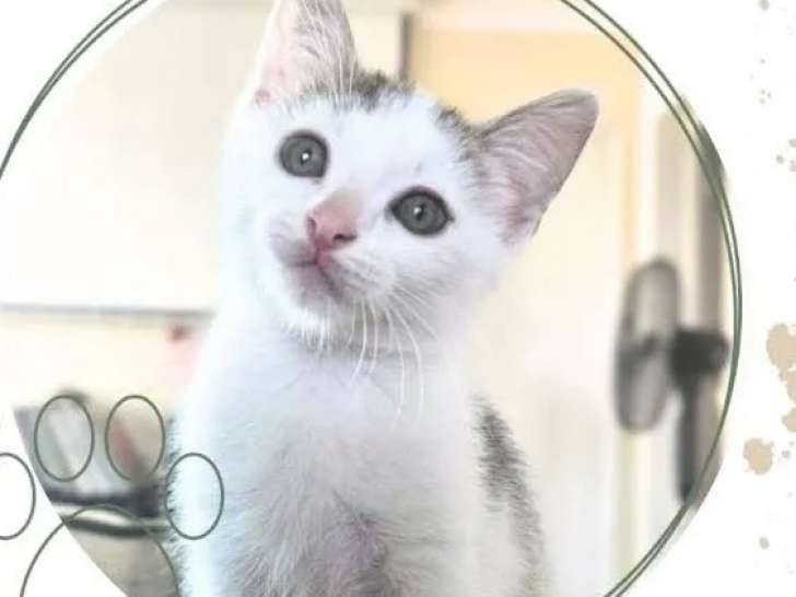Chaton femelle de 2 mois en quête d'une famille