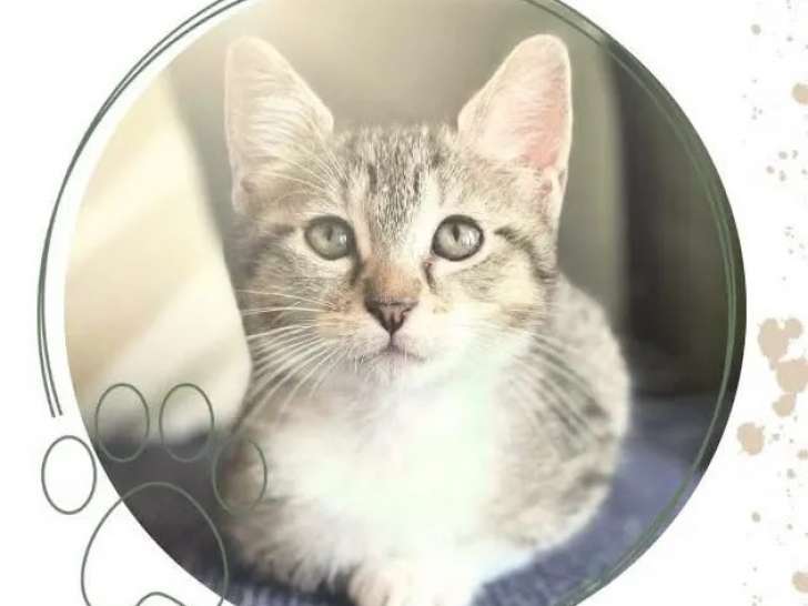 Adoption disponible : chatonne marron et blanche