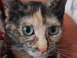 Chaton femelle de 5 mois à la recherche d'un foyer
