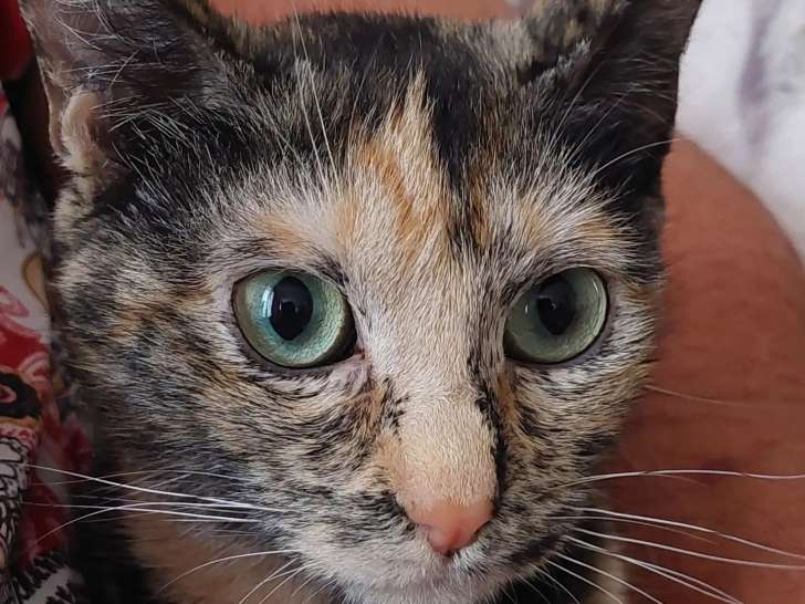 Chaton femelle de 5 mois à la recherche d'un foyer
