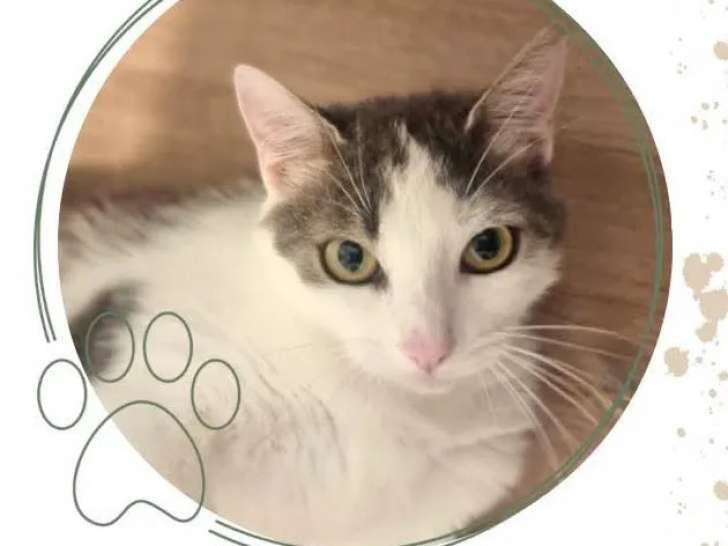À adopter, chatte grise et blanche