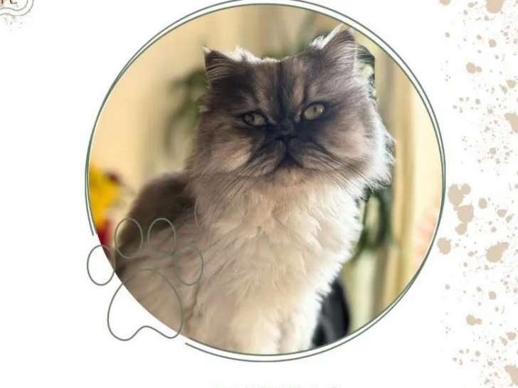 Disponible à l'adoption, chat Persan au pelage gris