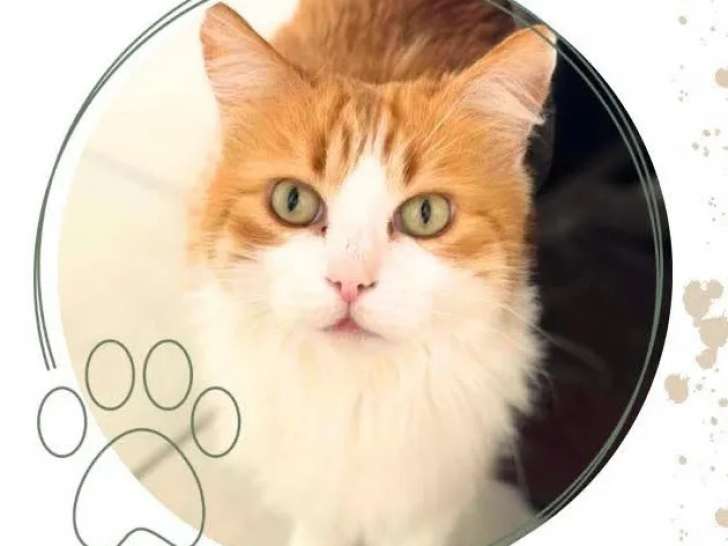 En attente d'adoption, chat tigré roux