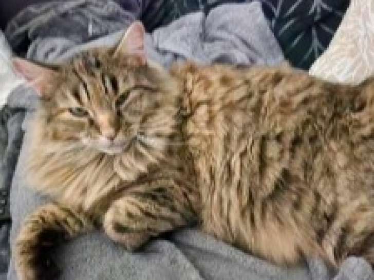 Chatte tigrée à adopter