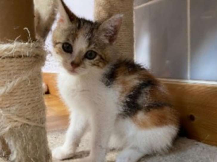 Chaton femelle tigré blanc disponible à l'adoption