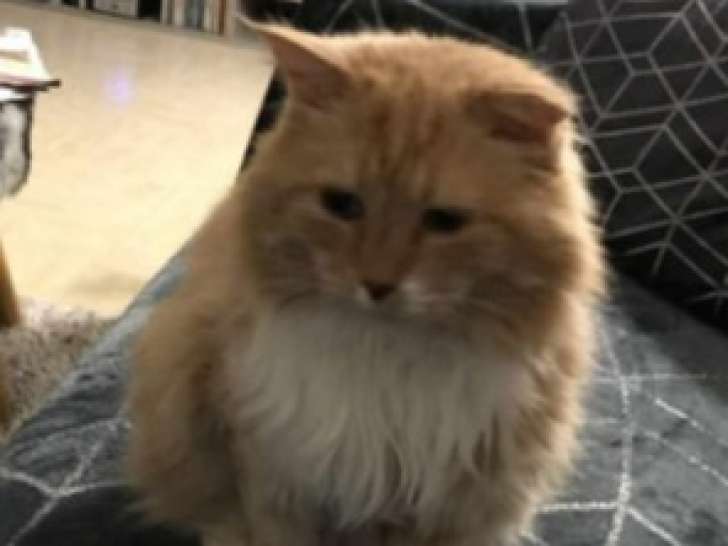 Chat de 6 ans prêt pour l’adoption
