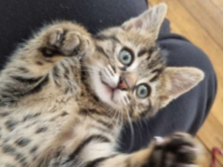 Chaton femelle de 2 mois en attente d'un foyer