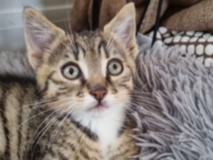 Chaton mâle tigré à accueillir