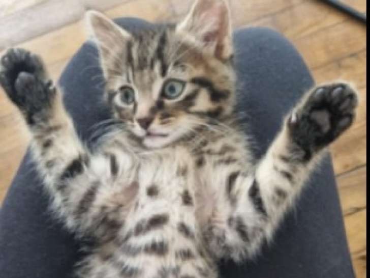 Chaton mâle de 2 mois en quête d'une famille
