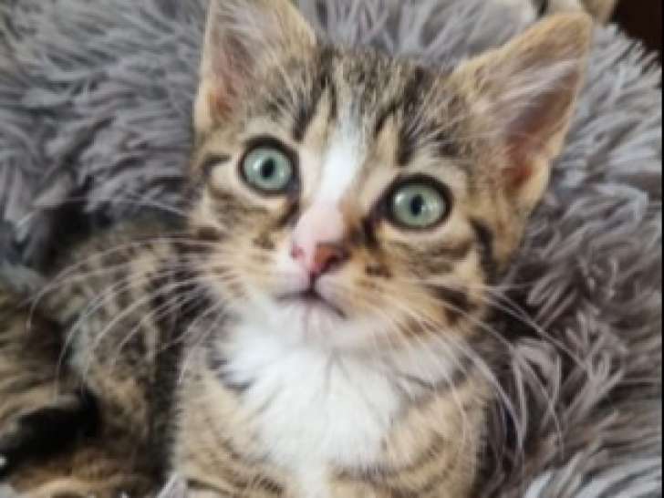 Adoption disponible : chaton femelle tigré