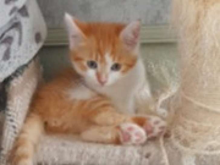 Chaton mâle roux à la recherche d’une famille